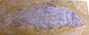 Quastenflosser (fossil)