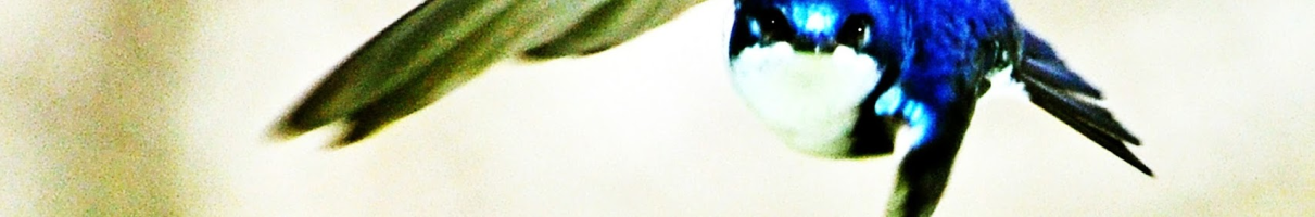 Hosting // Moodle // BigBlueButton